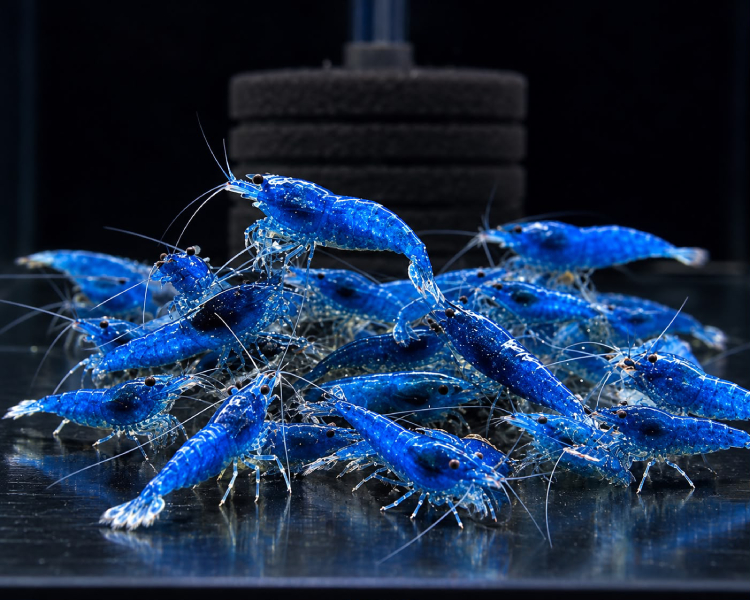 Blue Shrimp SPECIAL OFFER ~ 1-2cm